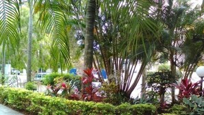 Ein angelegter Garten mit gepflastertem Weg, verschiedenen tropischen Pflanzen und Palmen.