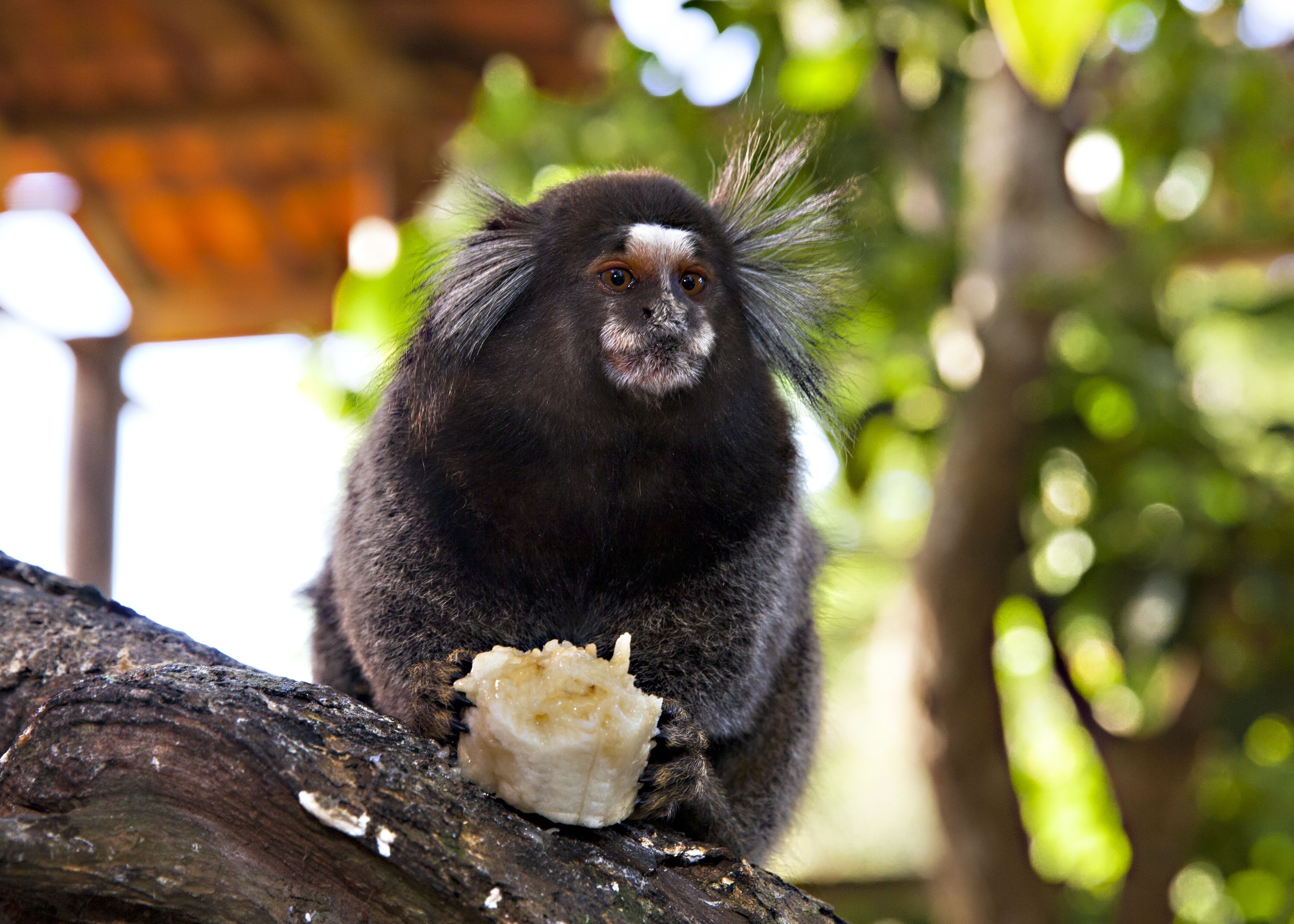 Foto - Bliss Hotéis Concept