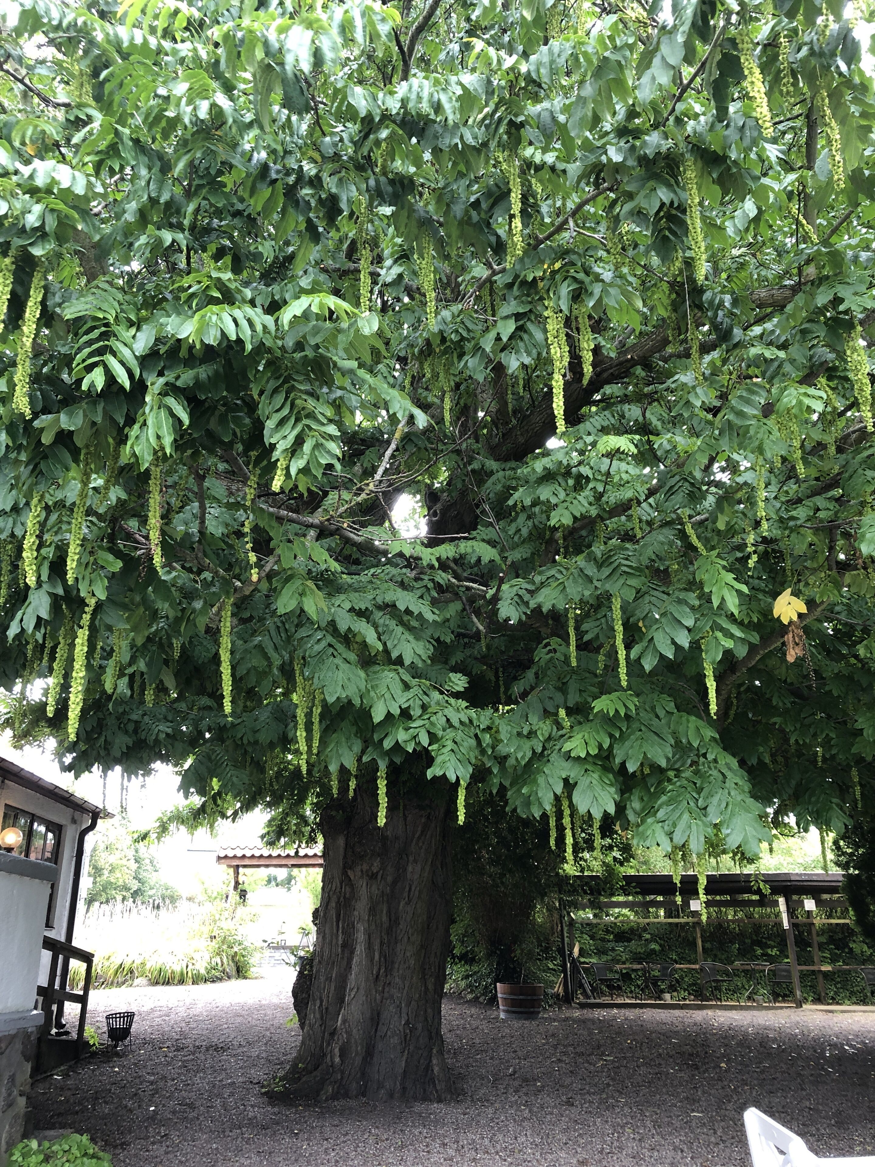 A large tree with dense foliage and hanging green fruits in a garden setting.