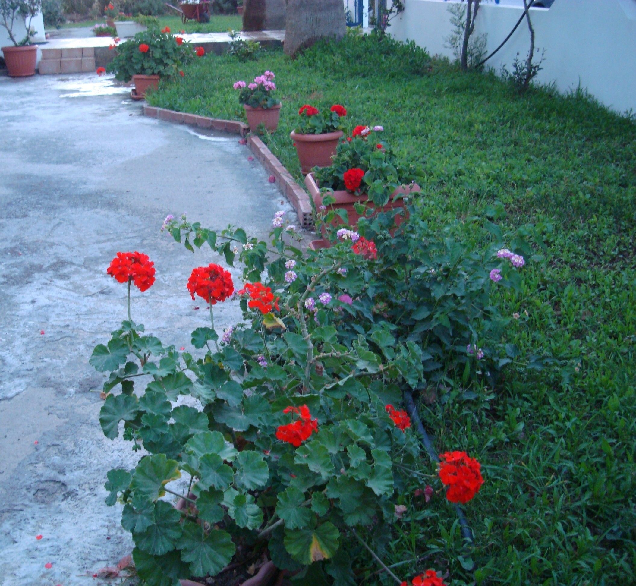 Un jardín con flores rojas y follaje verde a lo largo de un sendero de concreto.