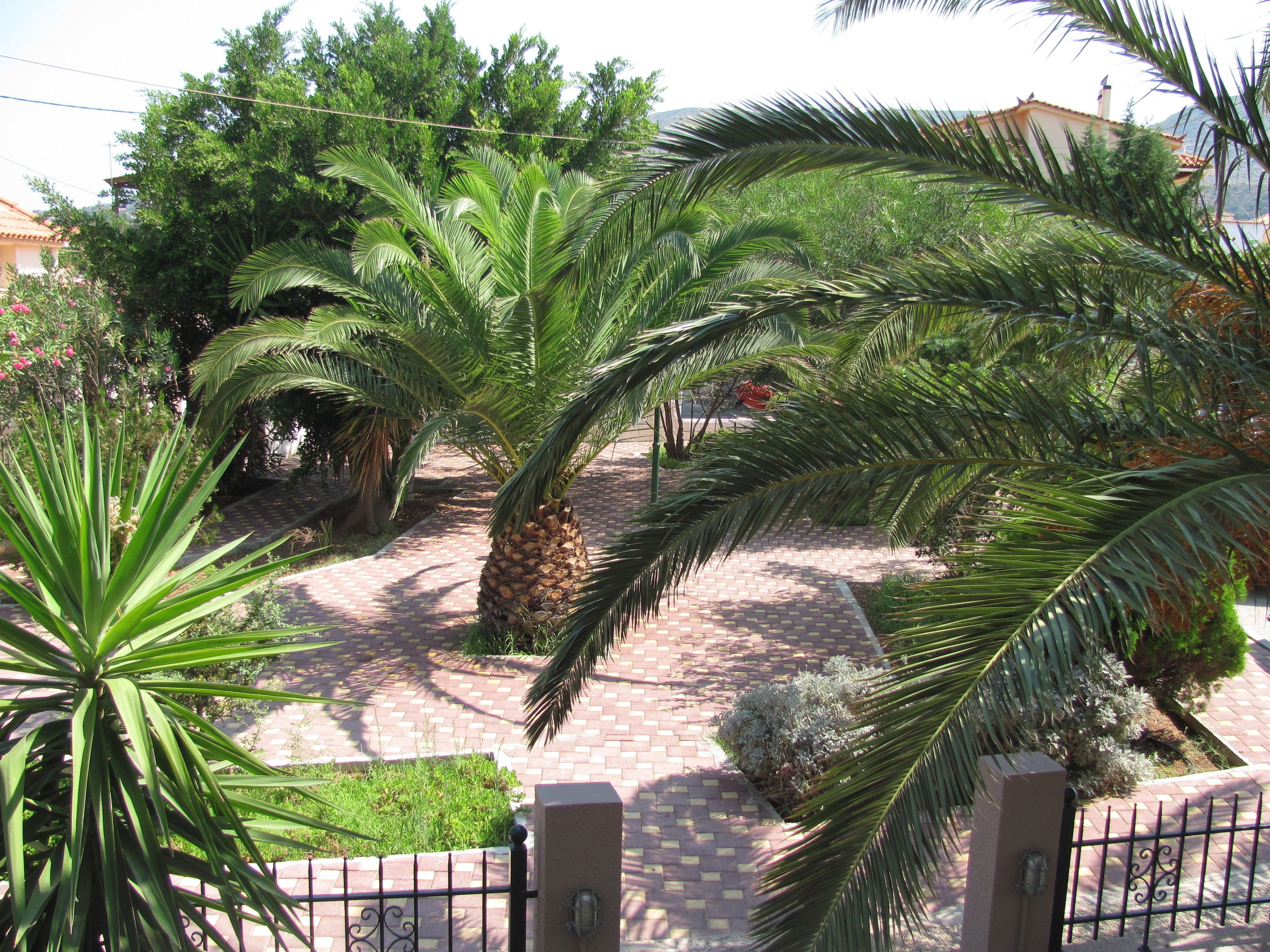 Un jardín empedrado con palmeras y un sendero de ladrillo.