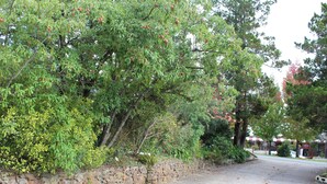 A stone wall beside a tree-lined street. - High Mountains Motor Inn (Blackheath)
