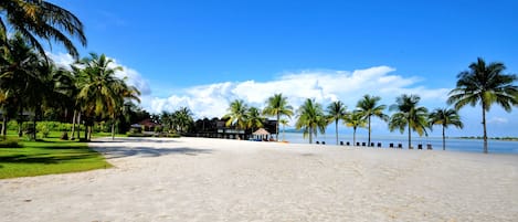 Una playa con palmeras, cielo despejado y un edificio con techo de paja.