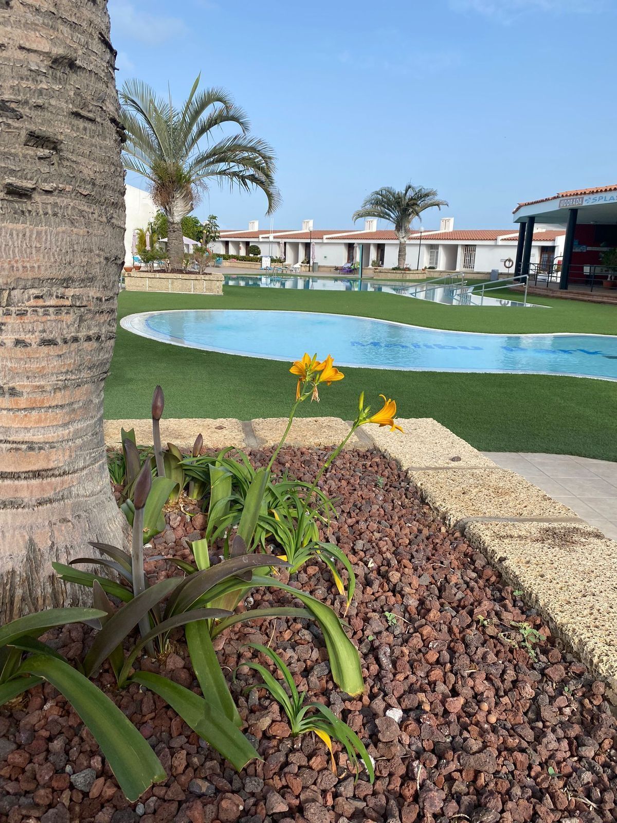 A pool area with a palm tree, a flower, and a building with a red roof in the background.