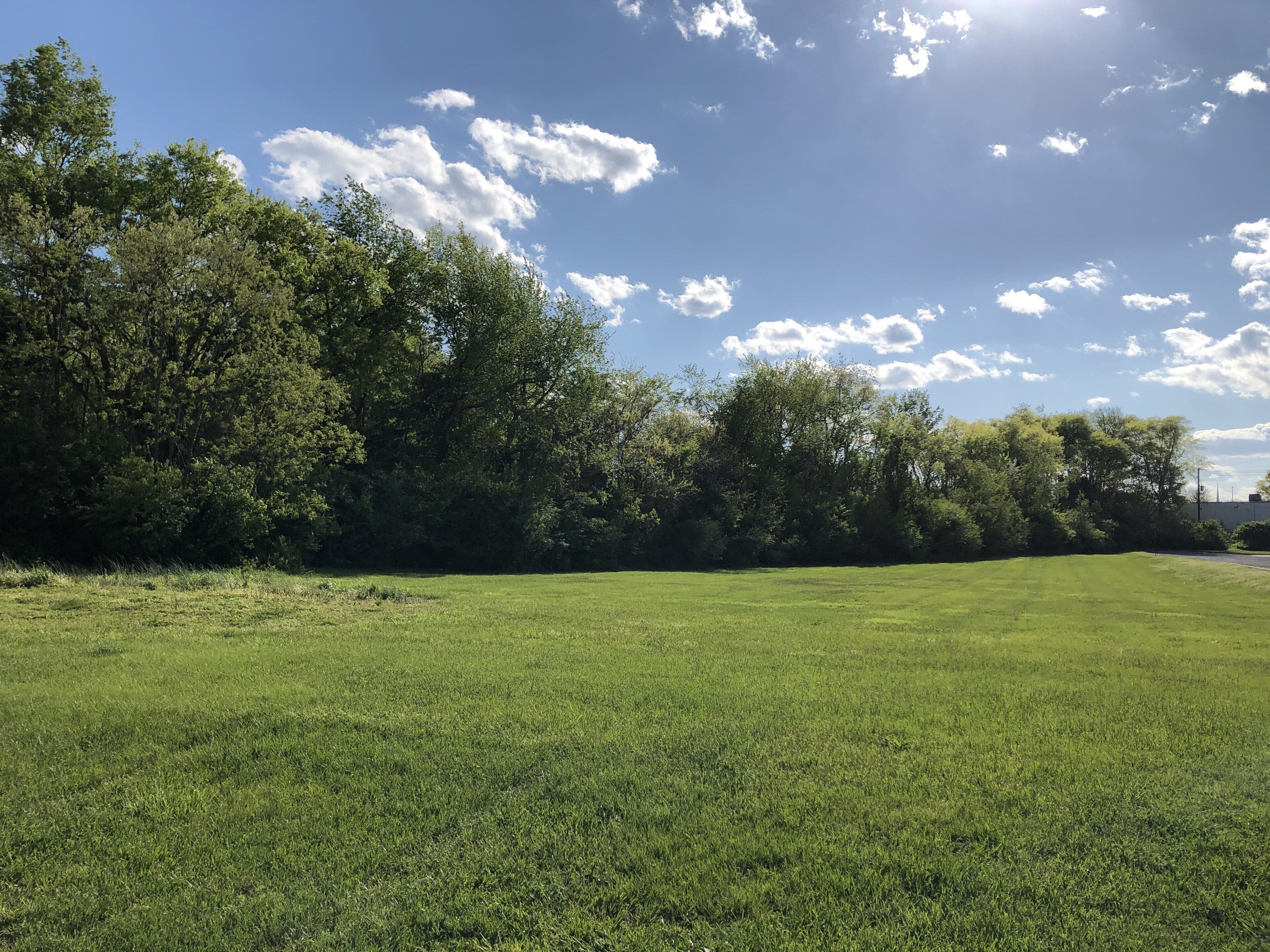 Eine grüne Wiese mit Bäumen im Hintergrund und blauem Himmel.