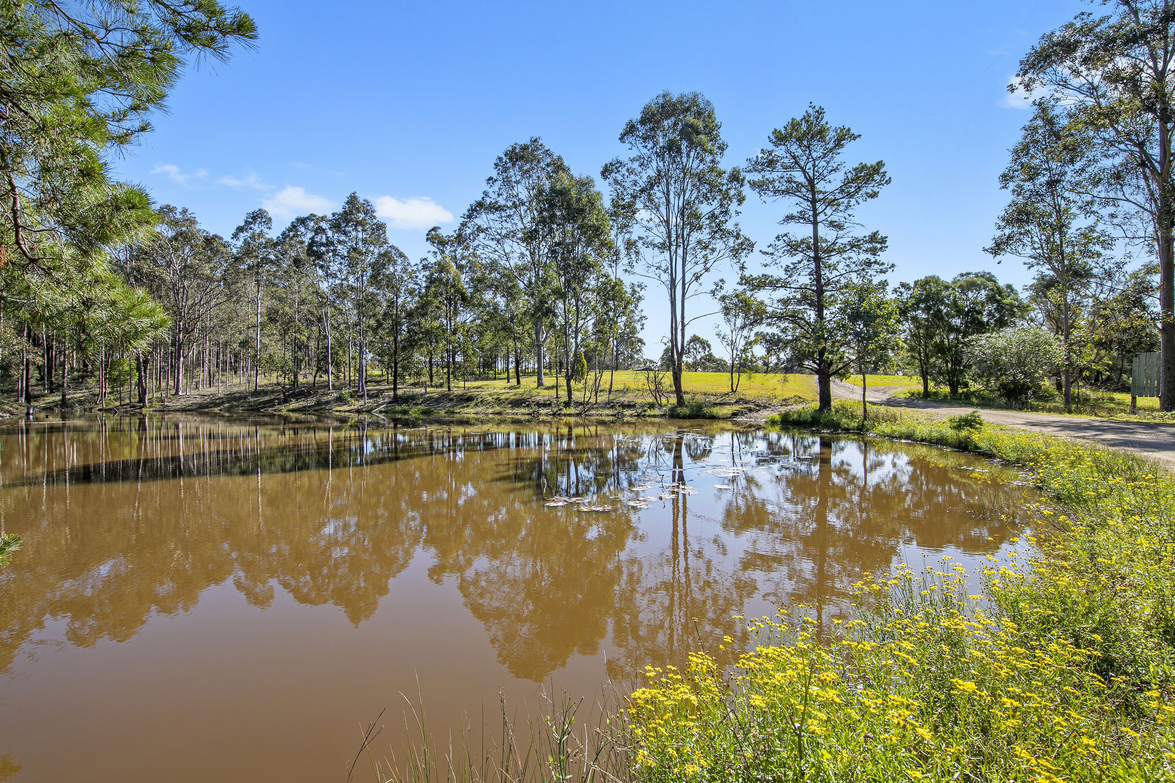 A natural landscape with a pond, trees, and yellow flowers.