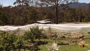 A view of a garden with a white fence, a bench, and a tree. - Fernmark Inn (Brogo)