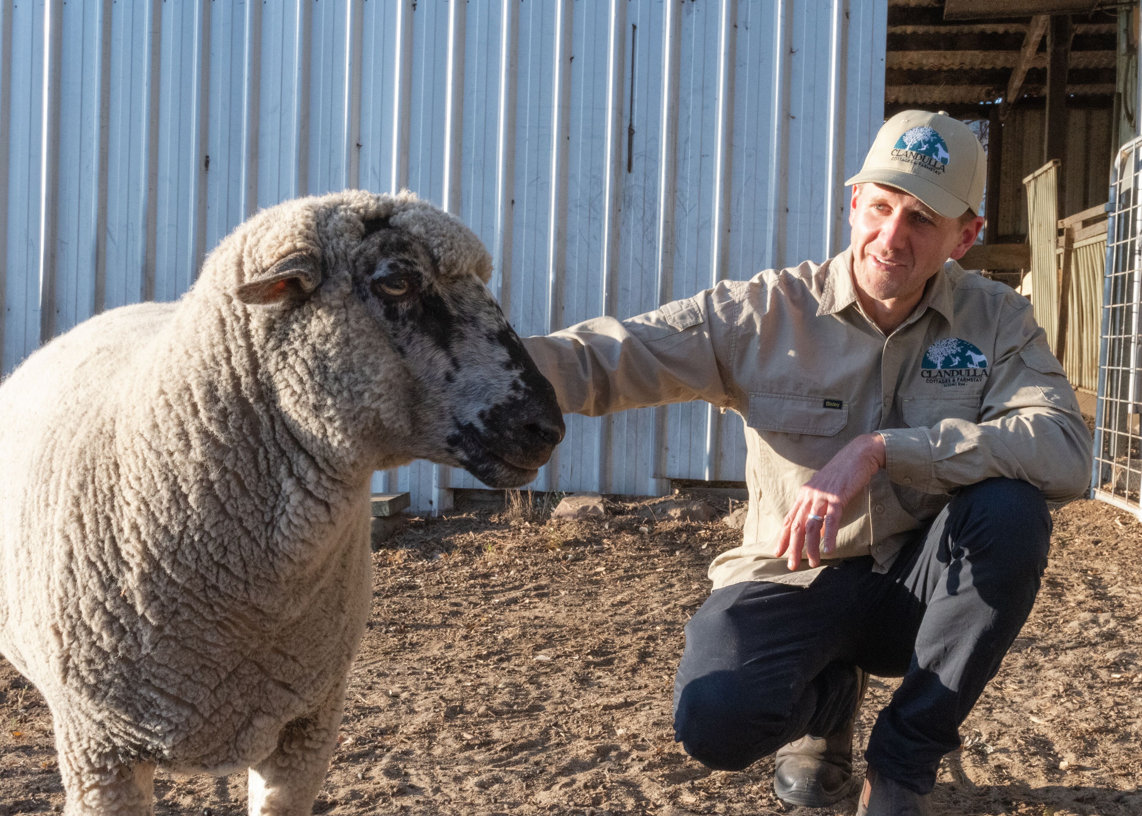 A person in a uniform petting a sheep in a fenced area with a corrugated metal wall in the background.