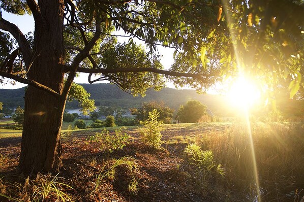 A tree with sunlight filtering through its leaves.