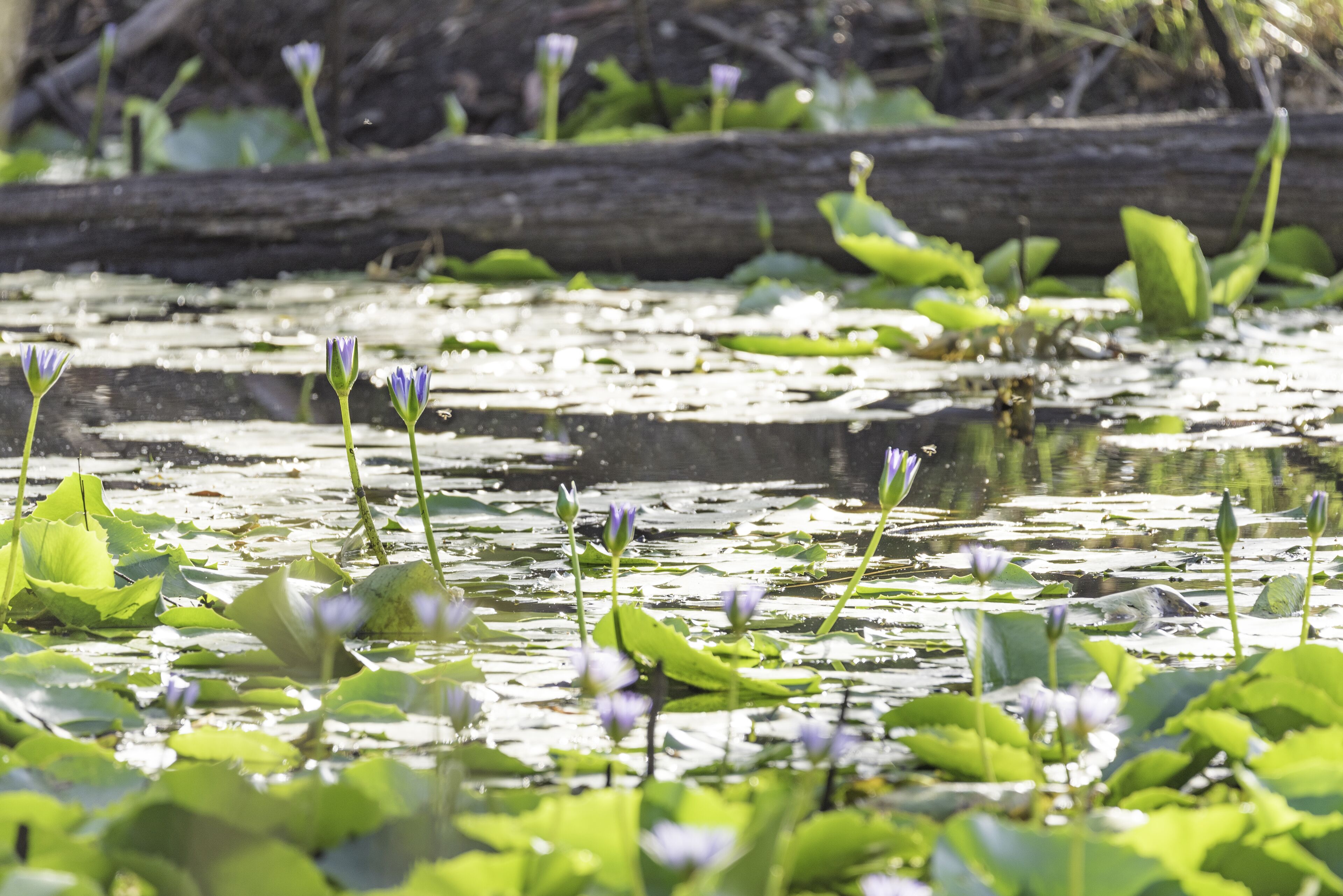 A pond with lily pads and water lilies.