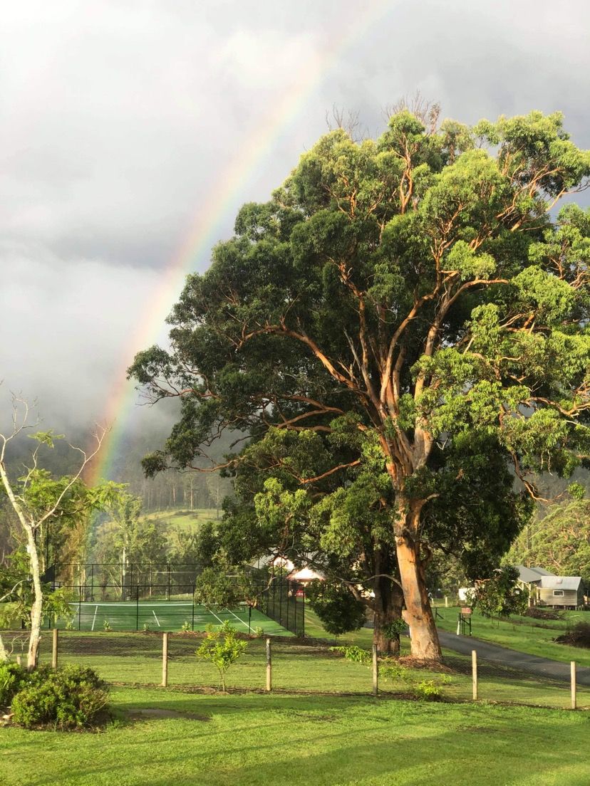 A large tree with a rainbow in the background, a fenced area with greenery, and a building in the distance.