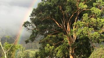 A large tree with a rainbow in the background, a fenced area with greenery, and a building in the distance.