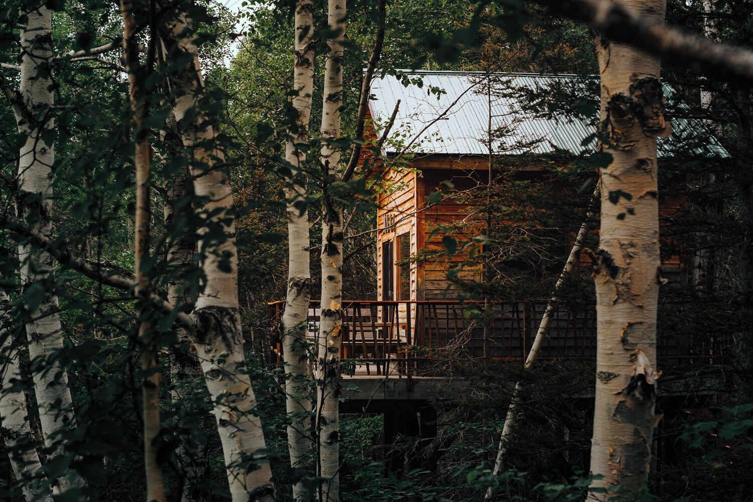 A rustic cabin surrounded by birch trees, with a wooden deck and a metal railing.