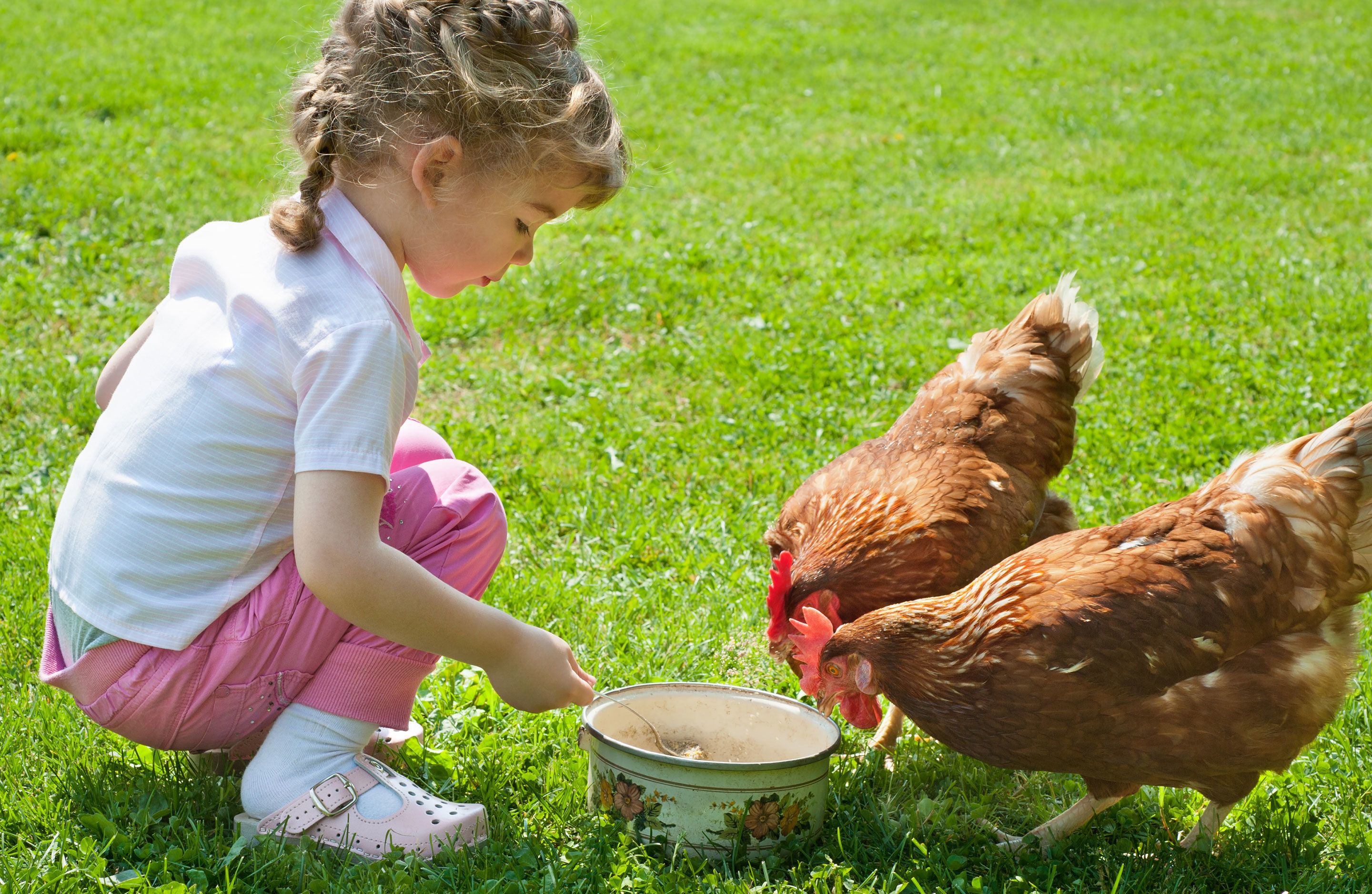 Un niño alimentando gallinas en un área verde al aire libre.