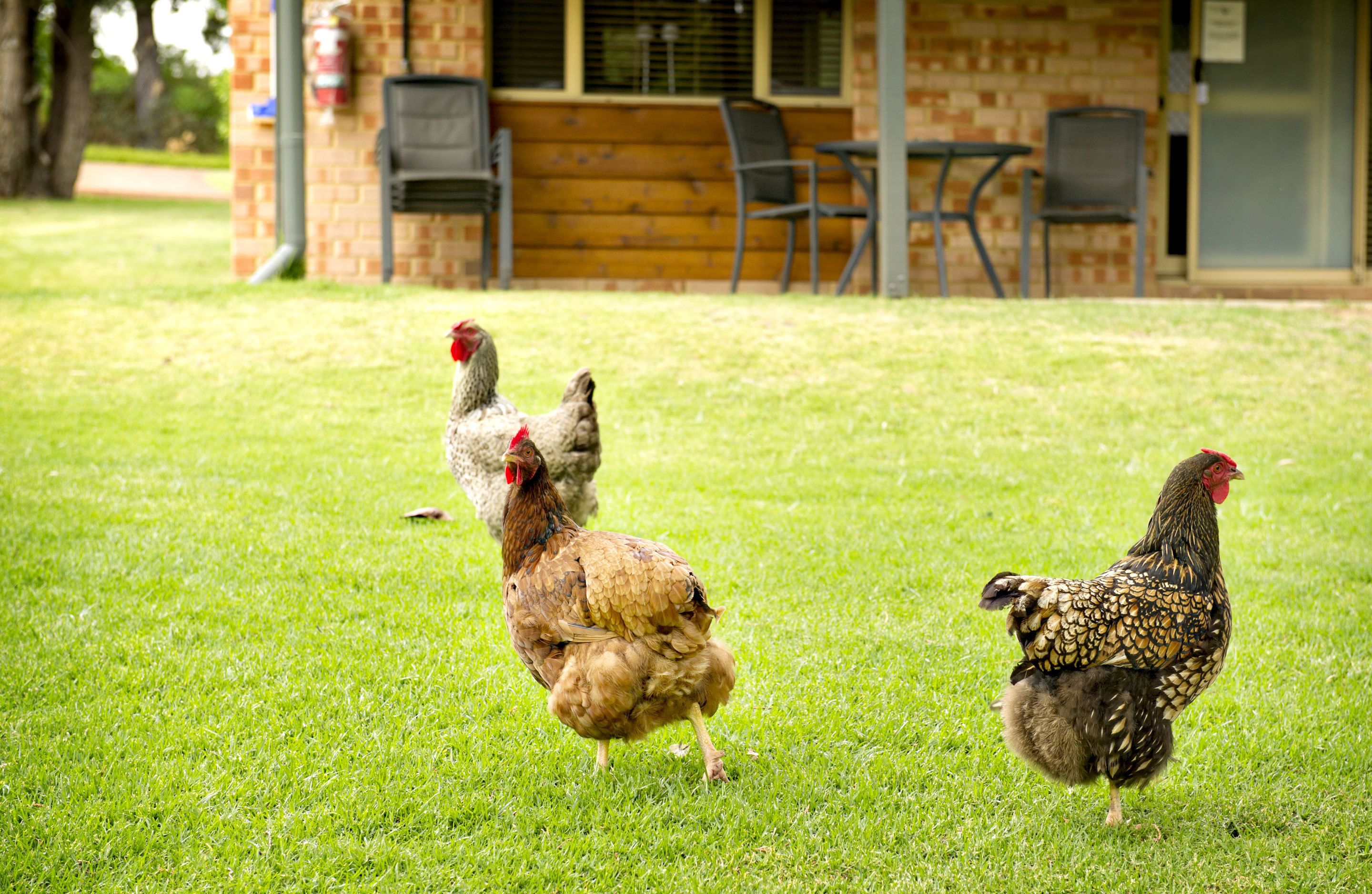 Two chickens on a grassy lawn with a brick building and outdoor furniture in the background.