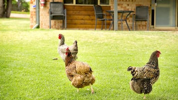Two chickens on a grassy lawn with a brick building and outdoor furniture in the background.