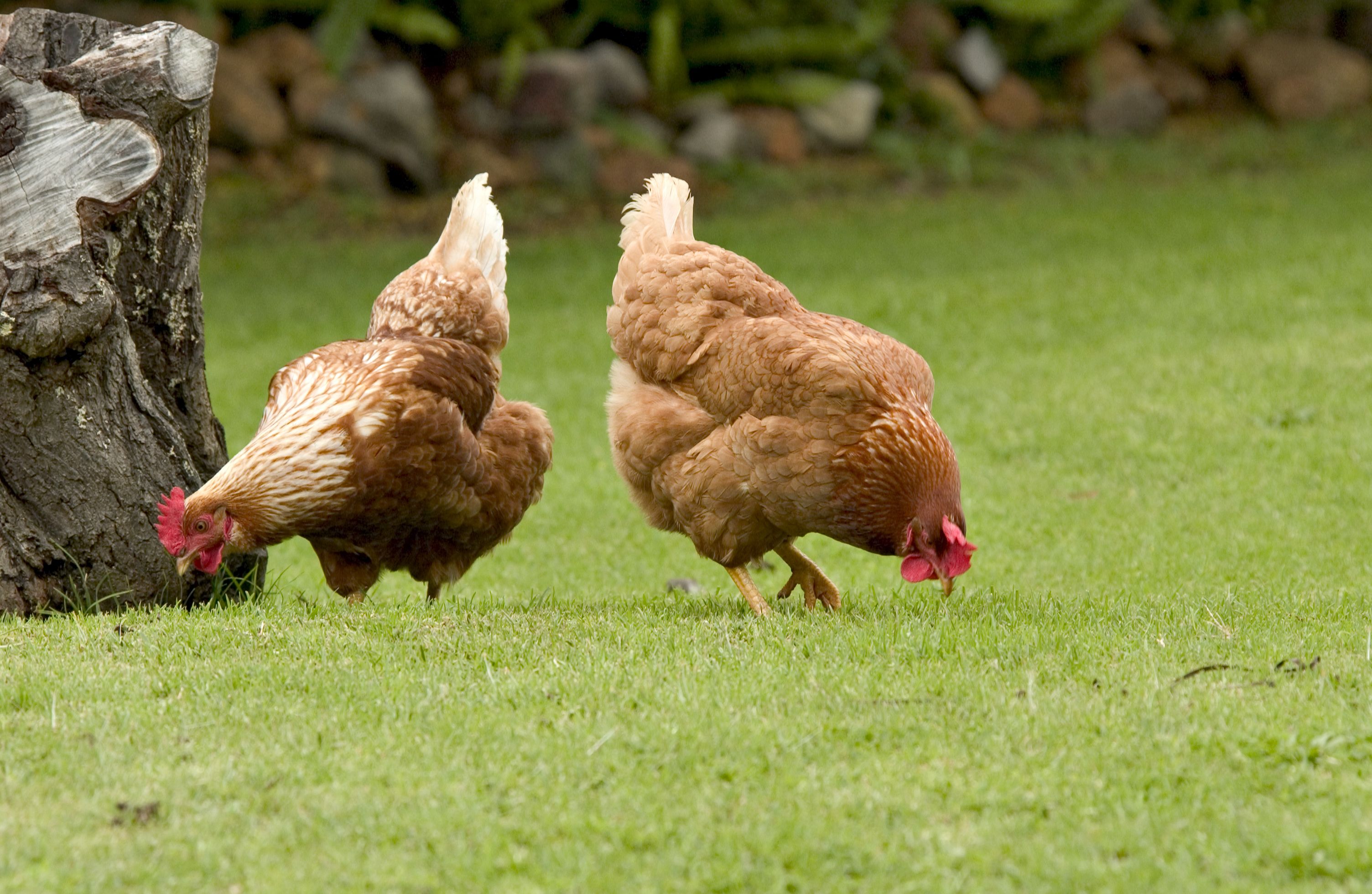 Two chickens foraging on a grassy field with a tree stump in the background.