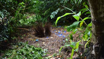 Chão da floresta com vegetação densa e um tronco de árvore.