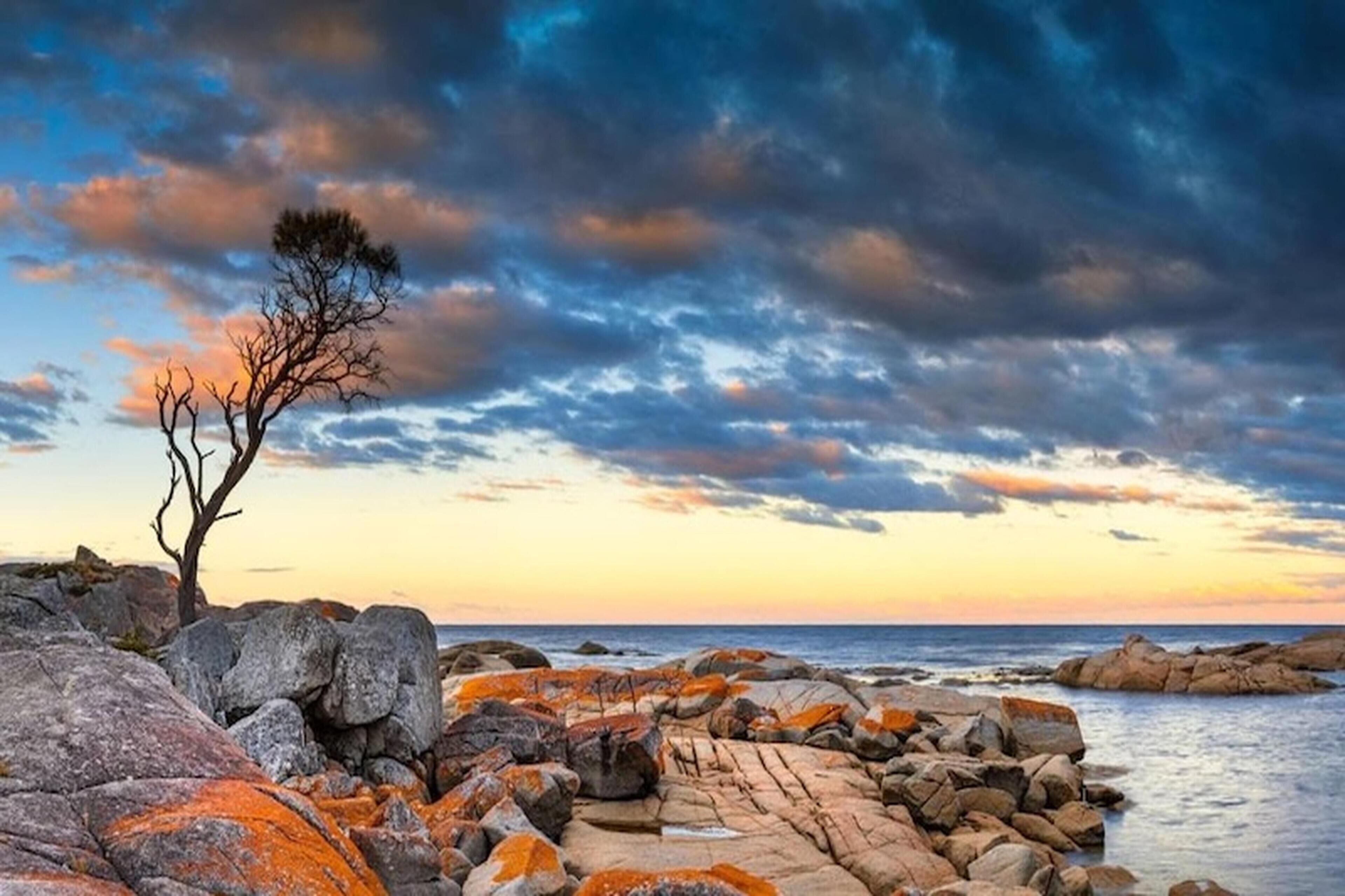 A rocky shoreline with a lone tree and a sunset sky.