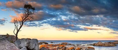 A rocky shoreline with a lone tree and a sunset sky.