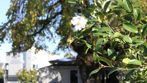 A residential street with a house, a tree with green leaves, and a white flower. - Merivale Manor (Christchurch)
