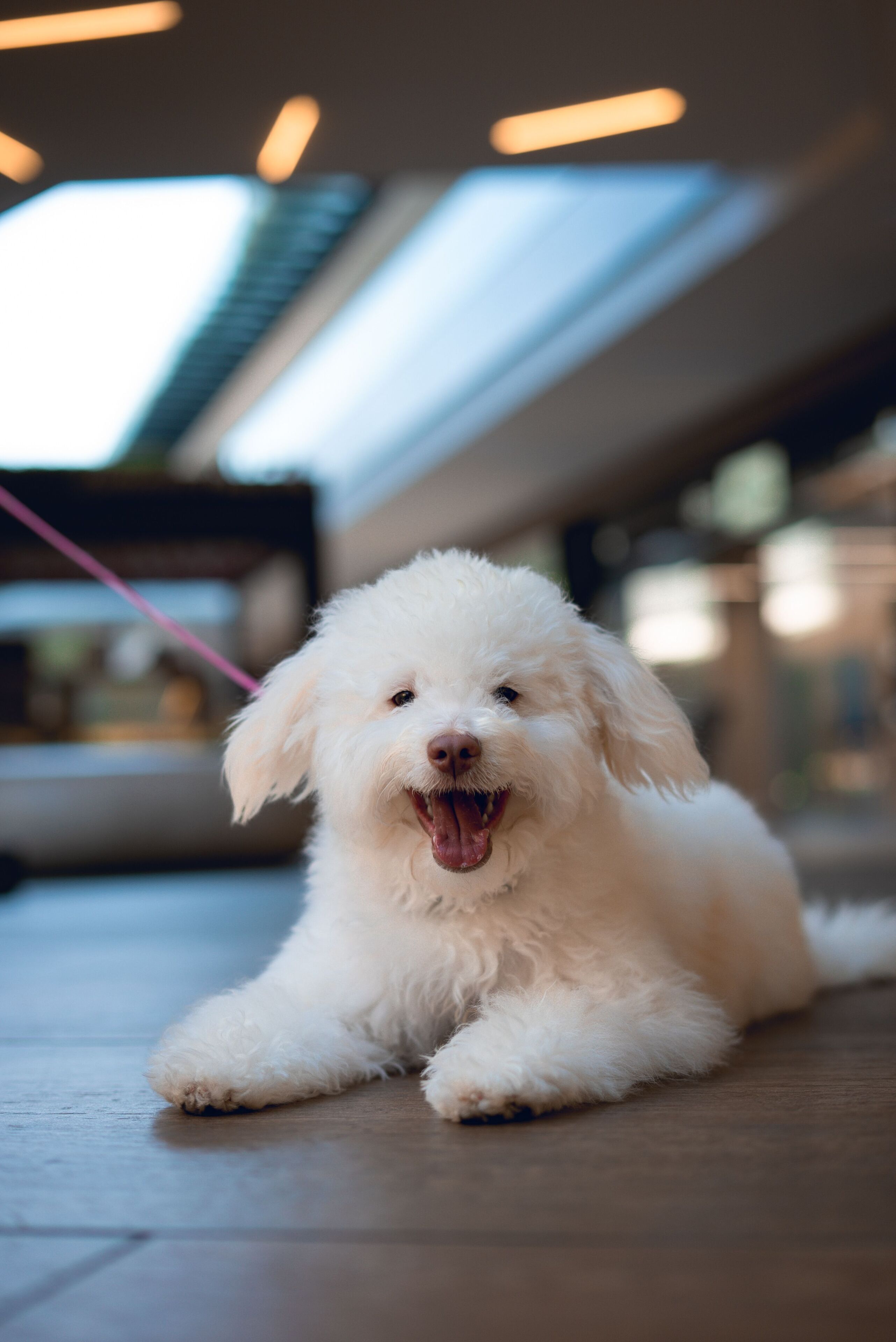 A white dog lying on a wooden floor in a modern indoor space with a high ceiling and skylights.
