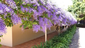 A garden with purple flowers and a brick pathway.