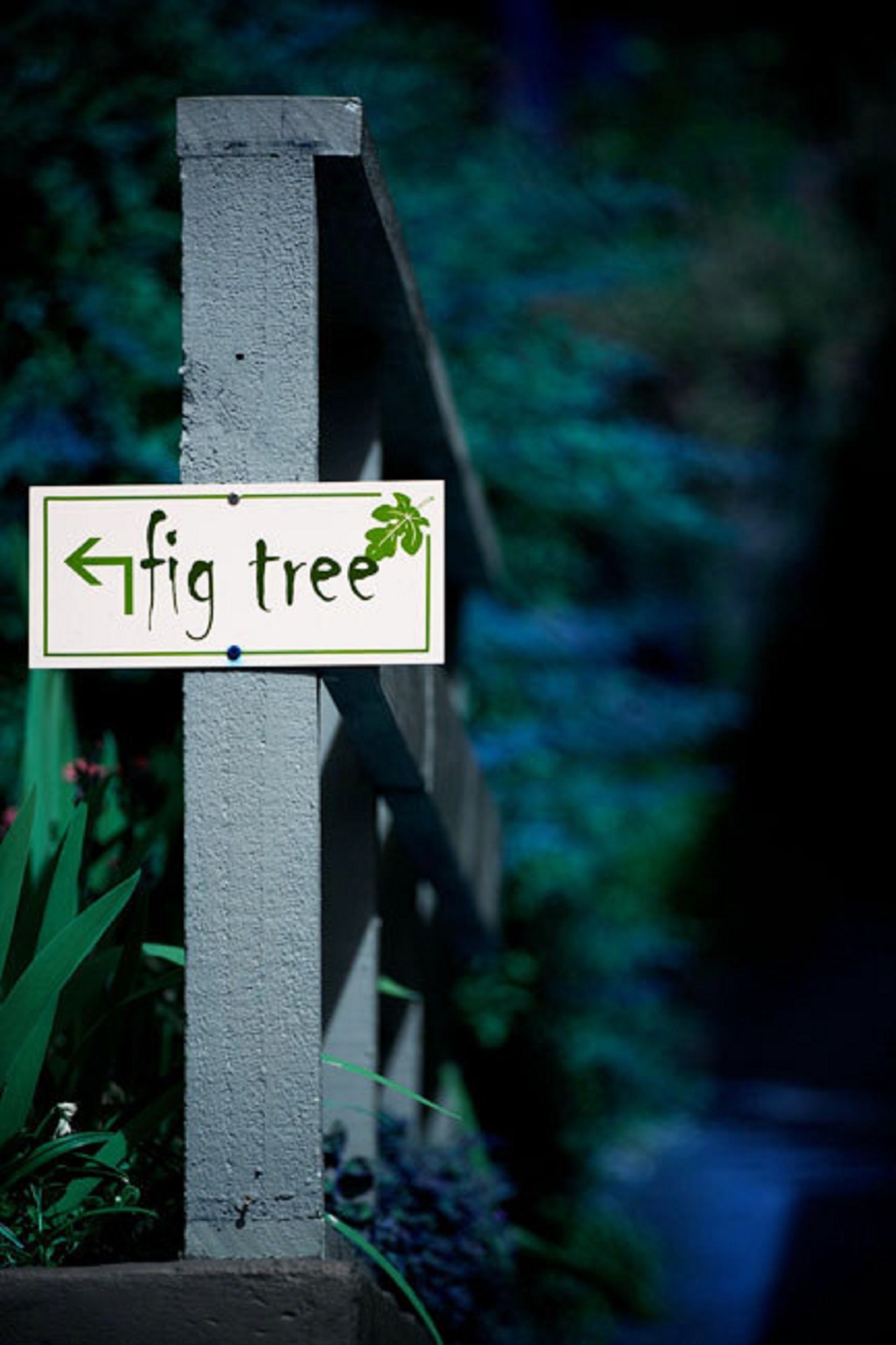 A directional sign for a fig tree.
