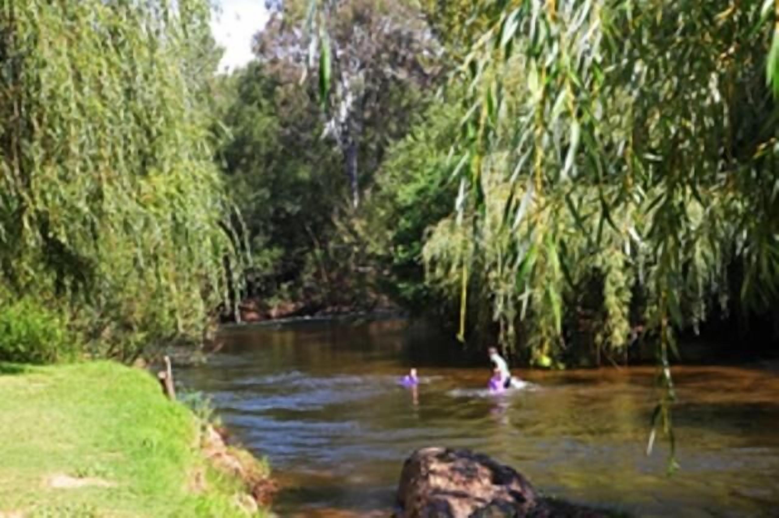 A river with people swimming, surrounded by dense greenery and trees.