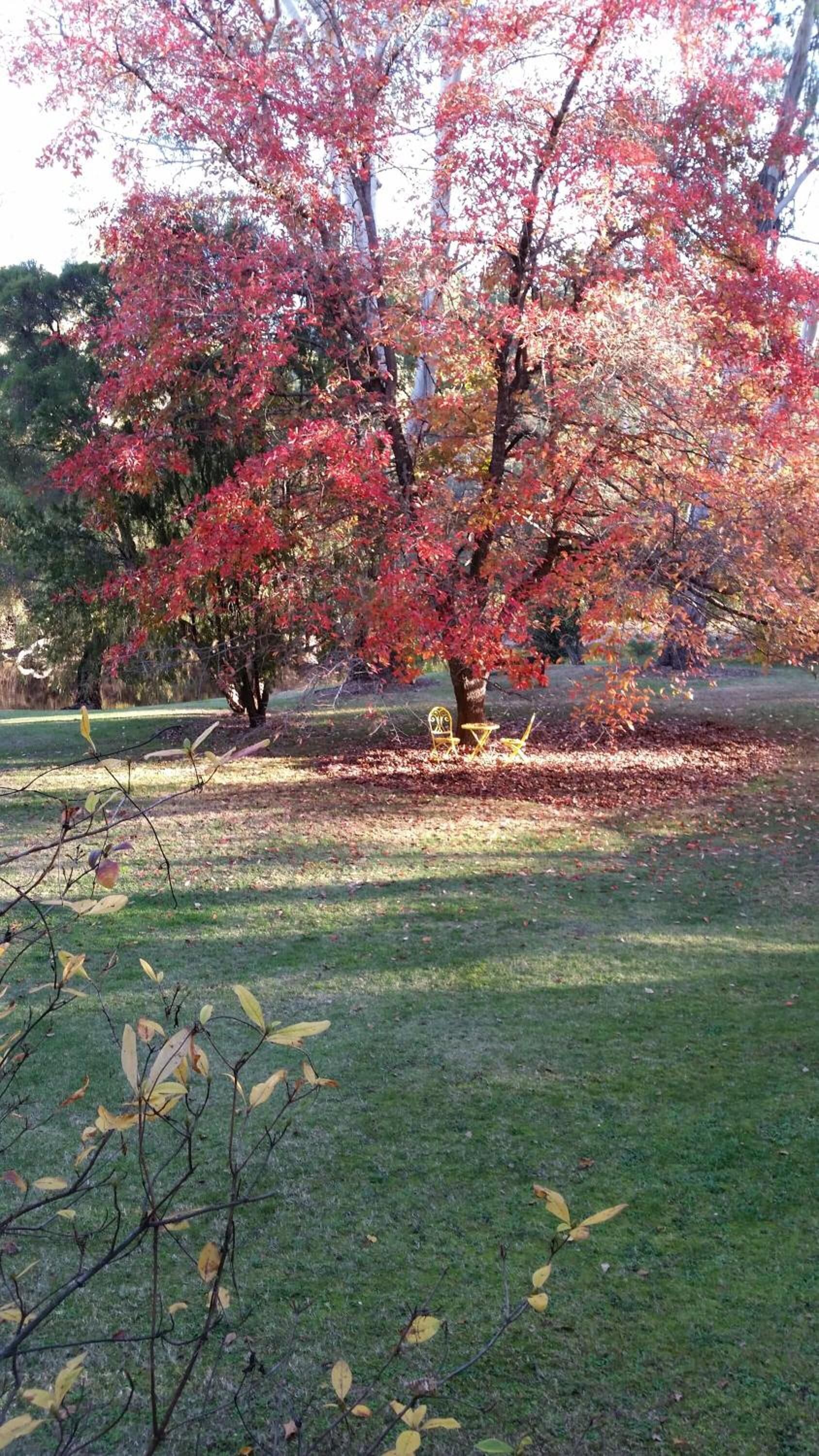 Un arbre aux feuilles rouges dans un parc, avec une pelouse et un banc.