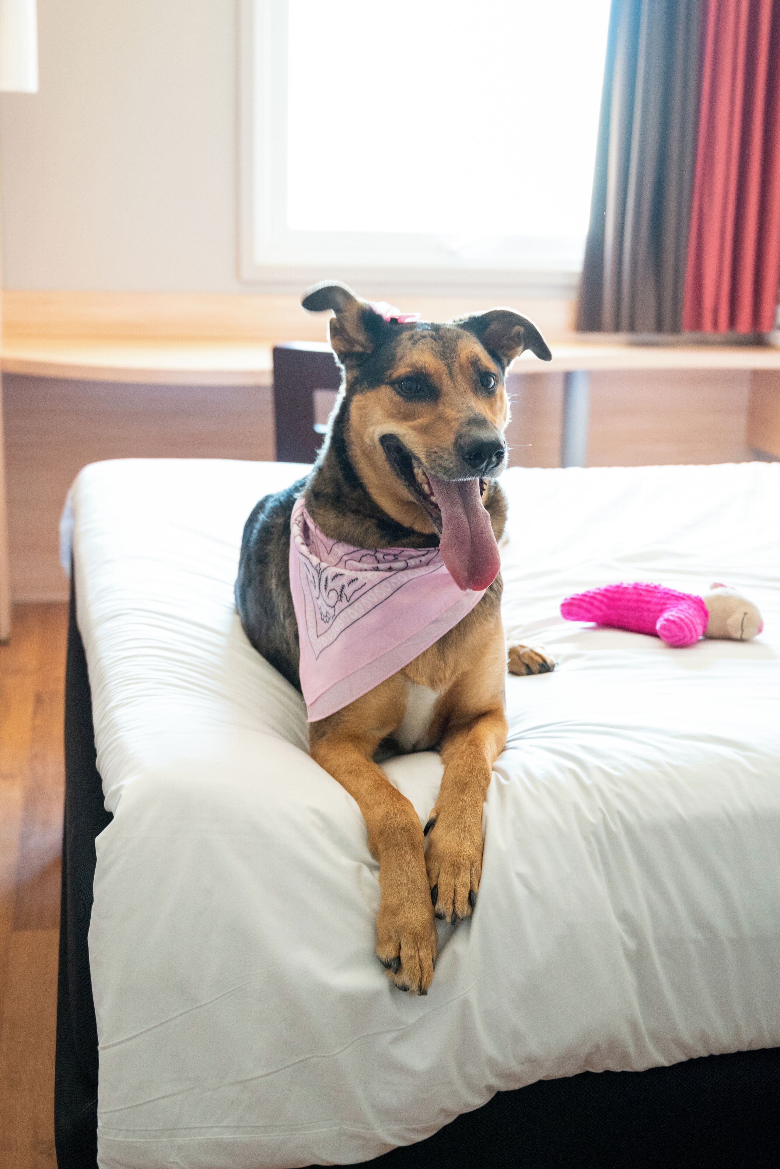 A dog lying on a bed with a pink bandana, a stuffed toy, and a window with curtains in the background.