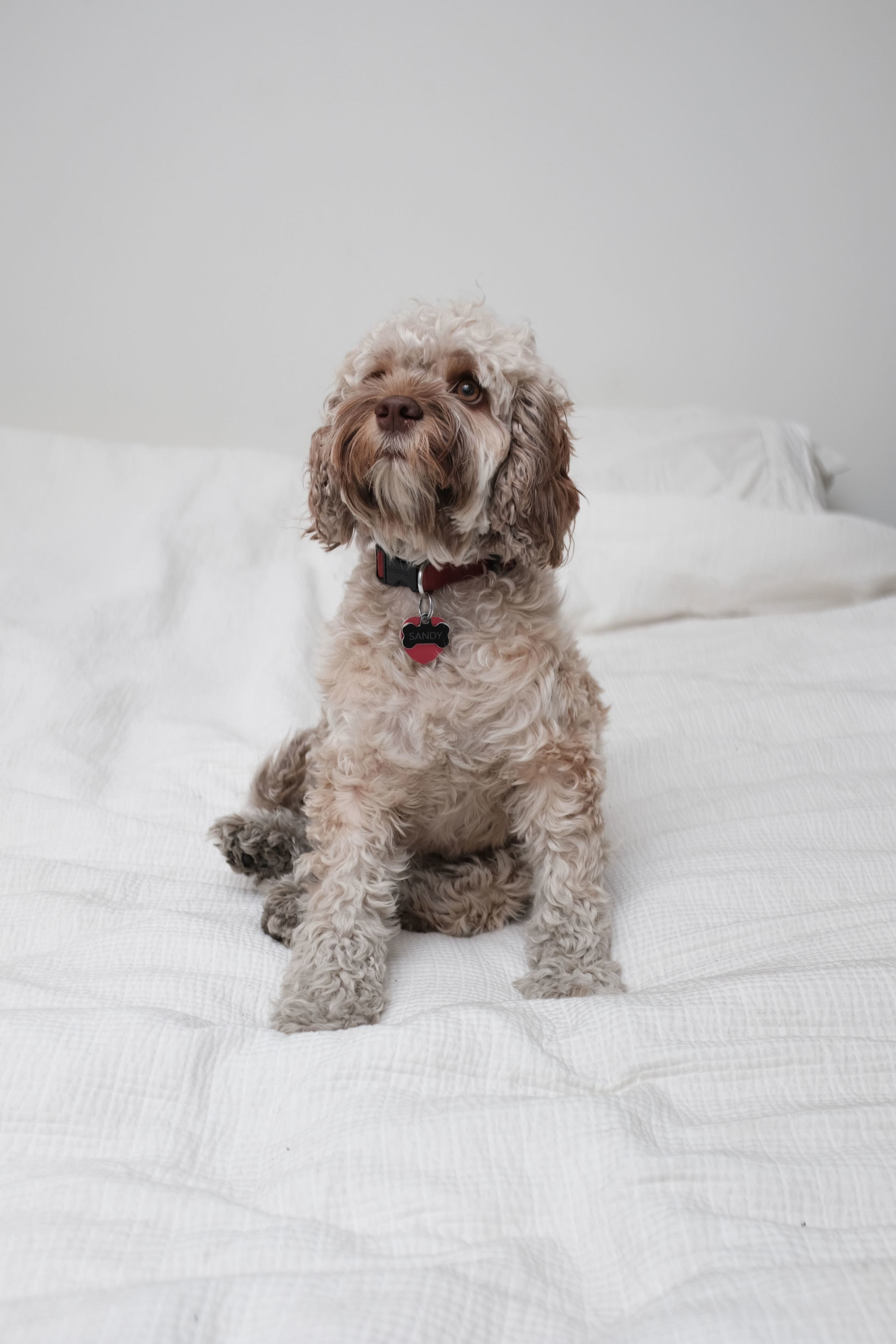 Un perro pequeño de pelo rizado sentado sobre una cama blanca con un collar rojo.