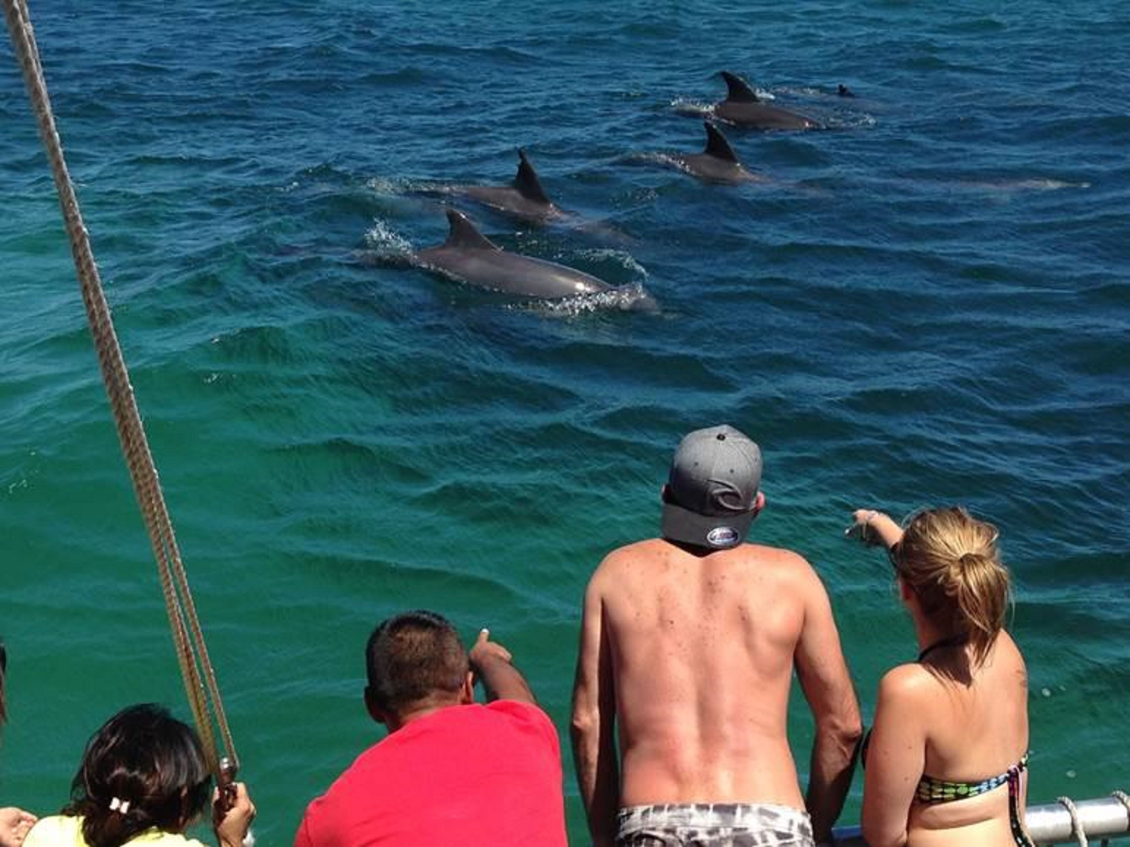 Un grupo de personas en un bote observando delfines en el agua.