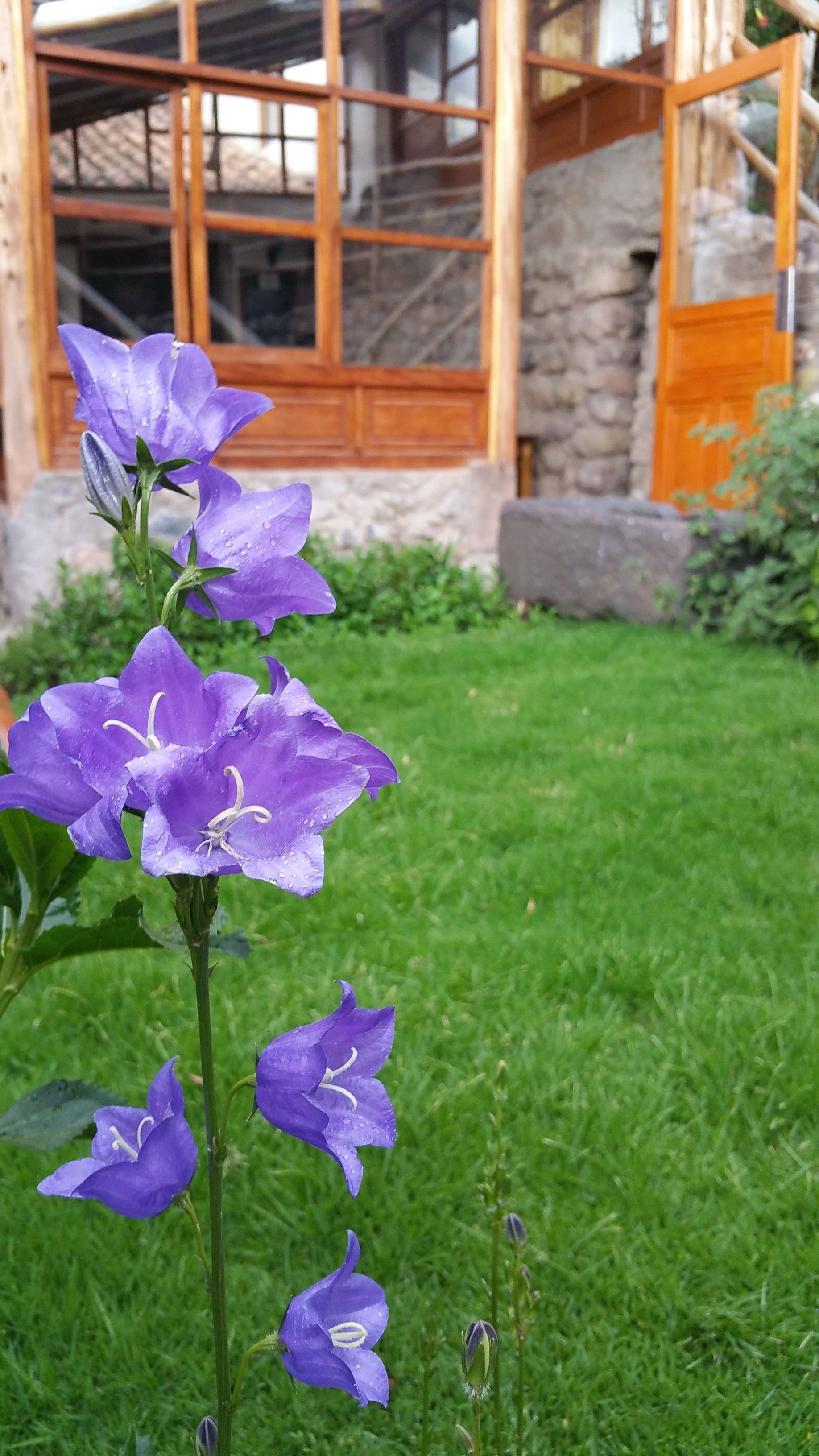 A garden with purple flowers in front of a stone building with a wooden door and window frames.