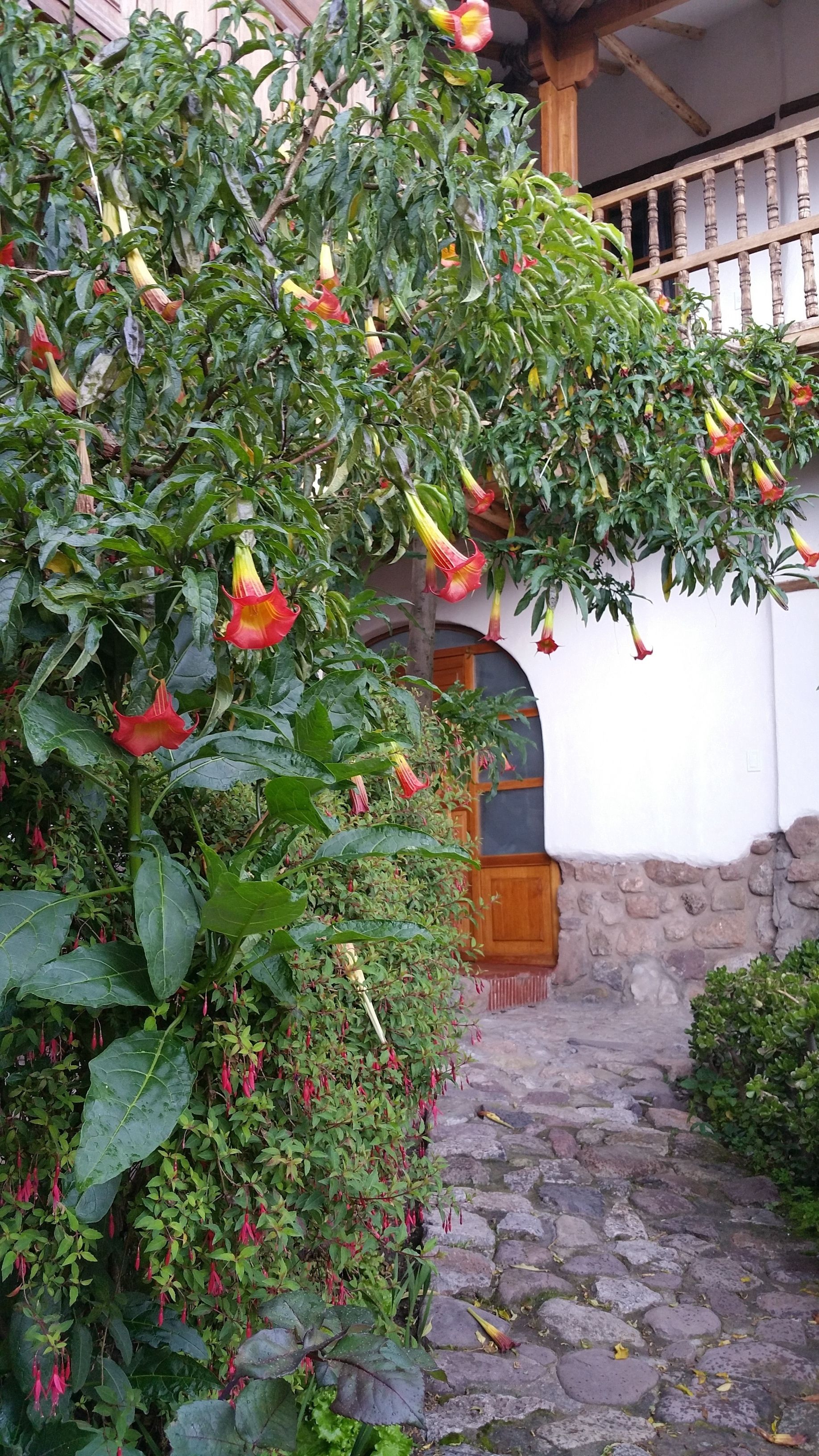 A stone pathway leading to a wooden door, surrounded by lush greenery and flowering plants.