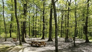Uma área de camping arborizada com mesas e bancos de piquenique.