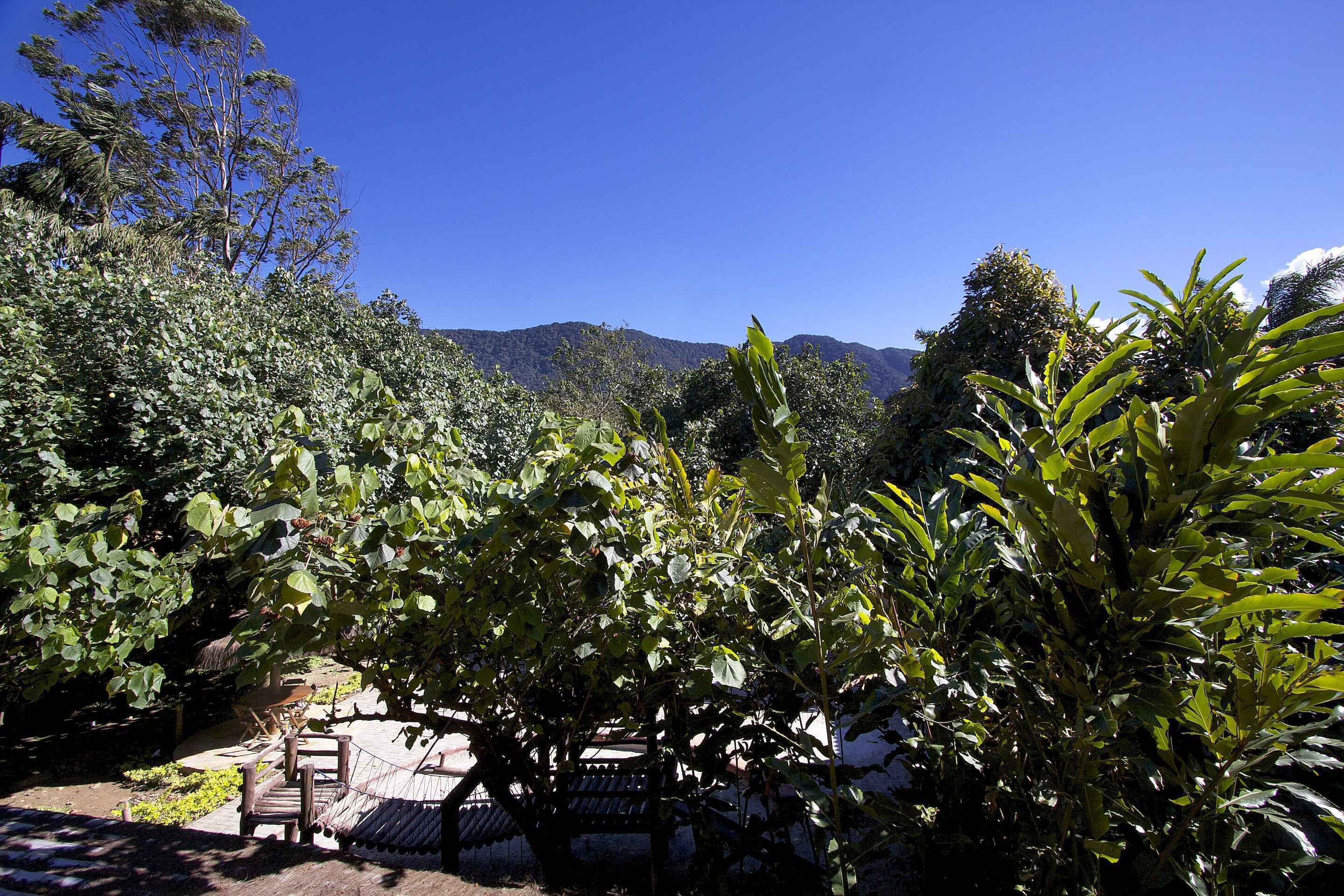 A garden with a wooden bench and a pergola, surrounded by lush greenery and a mountain in the background.
