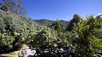 A garden with a wooden bench and a pergola, surrounded by lush greenery and a mountain in the background.