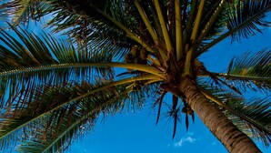 A beach with a palm tree, clear sky, and ocean. - Pousada Berro Do Jeguy (Tibau do Sul)