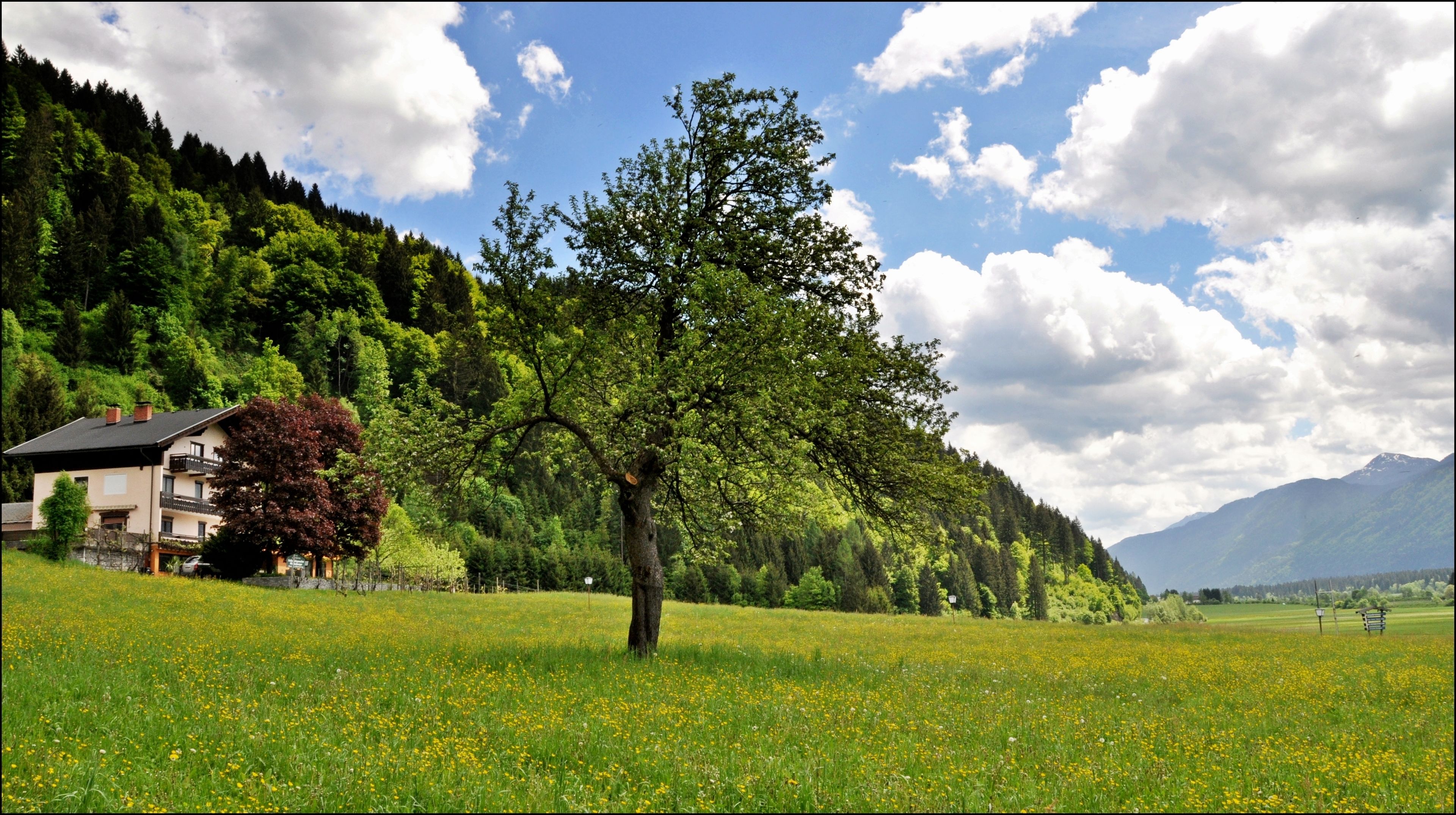 Ein Haus mit Balkon, umgeben von einem Feld gelber Blumen und einem bewaldeten Hügel.