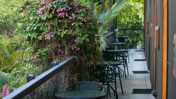 A covered outdoor seating area with tables and chairs, surrounded by lush greenery and plants. - Daintree Wild Zoo & B&B (Lower Daintree)