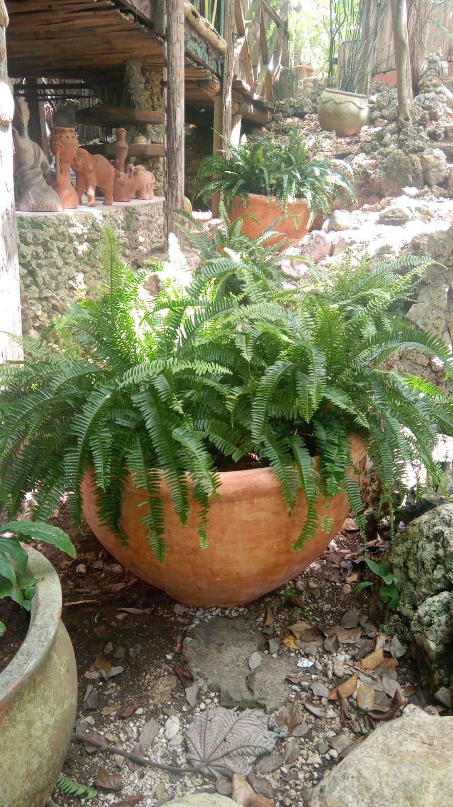 A terracotta pot with green ferns, surrounded by rocks and other potted plants.