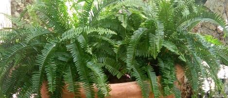 A terracotta pot with green ferns, surrounded by rocks and other potted plants.