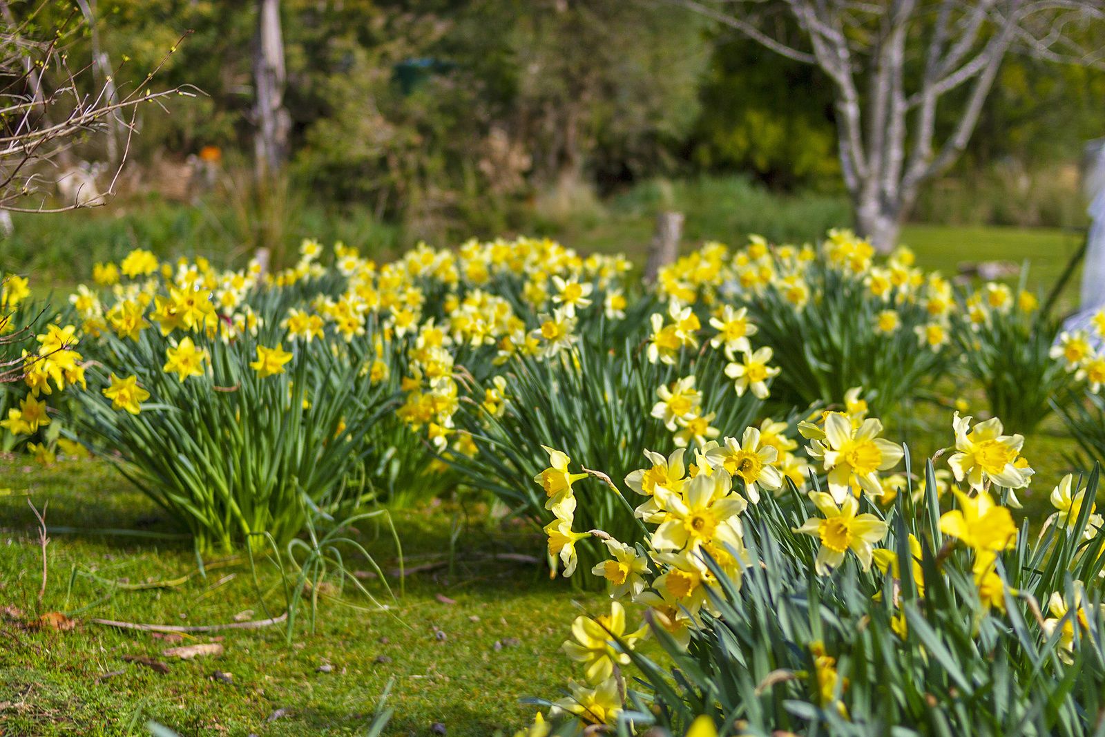 A garden with numerous yellow daffodils in full bloom.