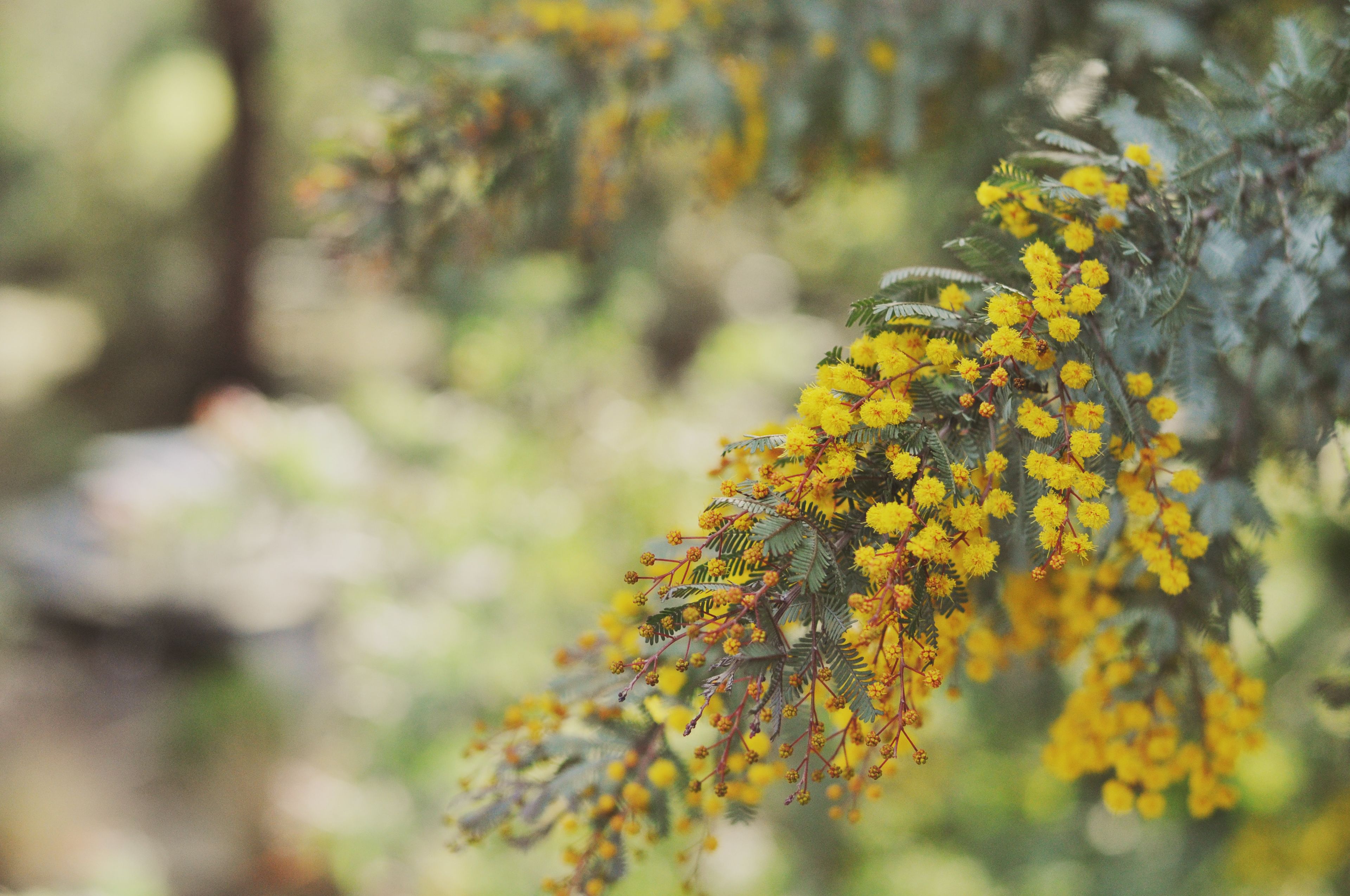 A close-up of a plant with yellow flowers and green leaves.
