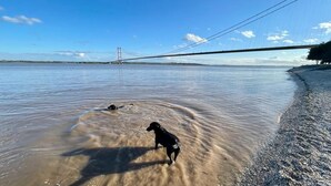 Un perro de pie en agua poco profunda cerca de un puente.