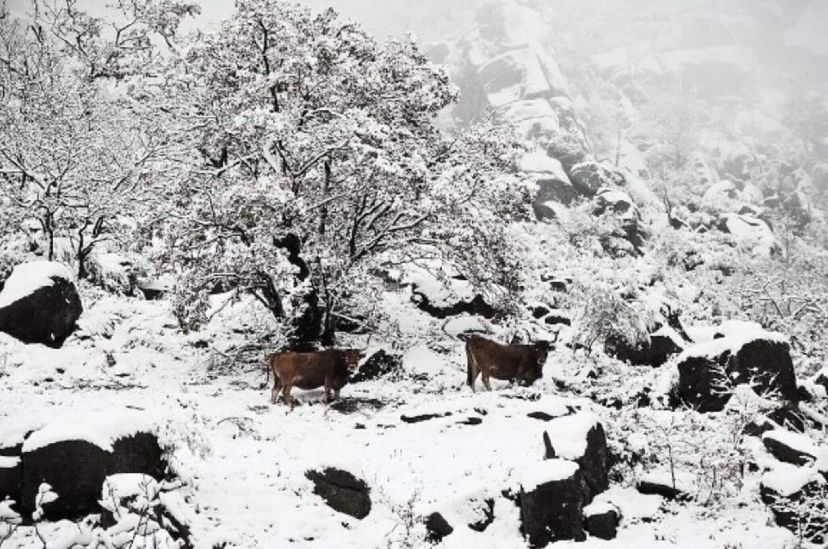 A snowy landscape with two cows grazing.