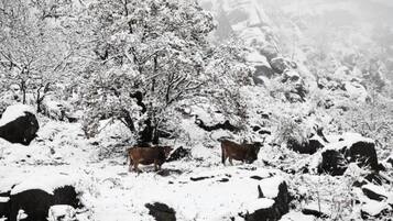 A snowy landscape with two cows grazing.