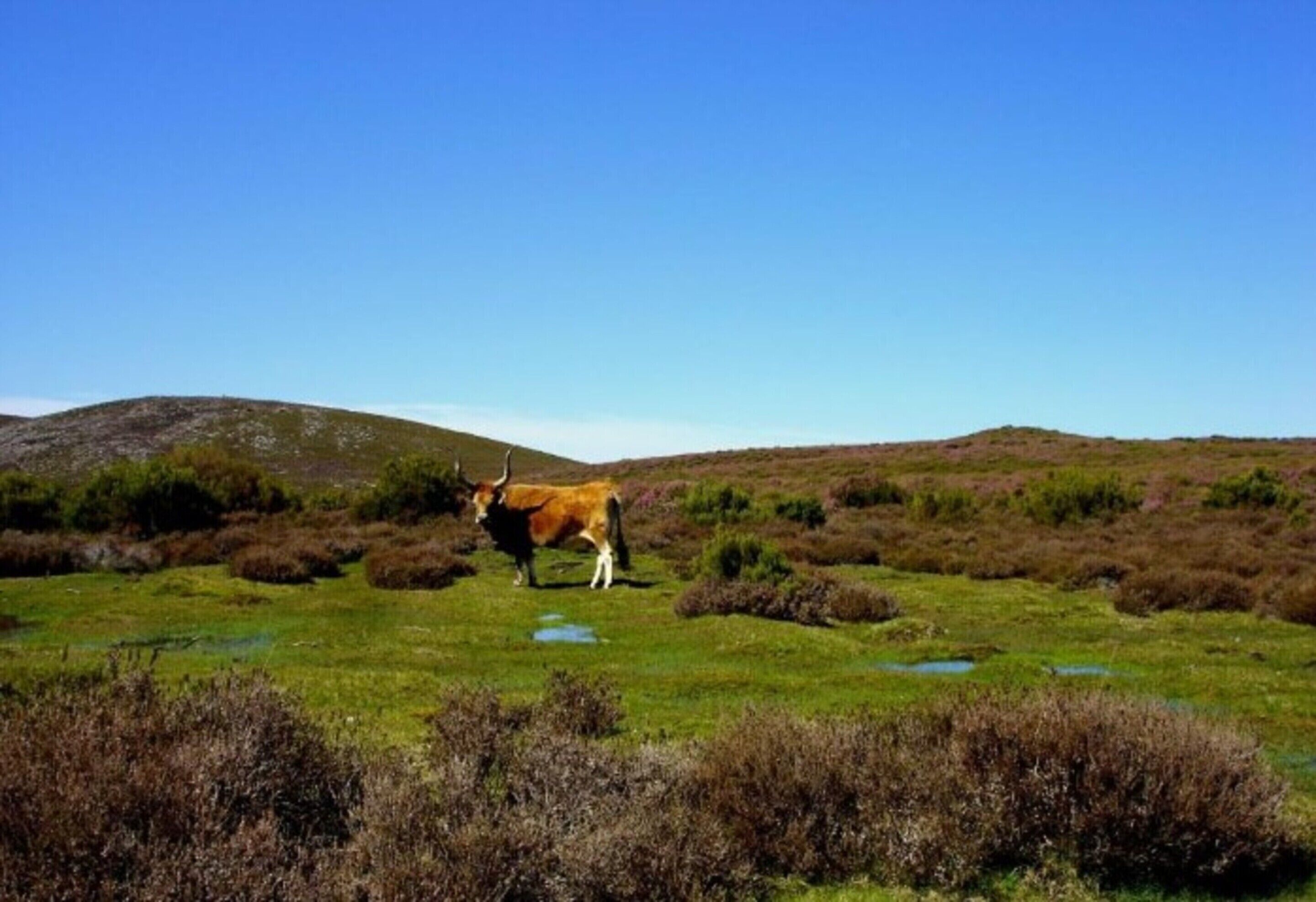 A cow grazing in a grassy field with hills in the background.