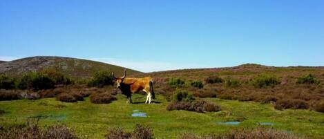 A cow grazing in a grassy field with hills in the background.